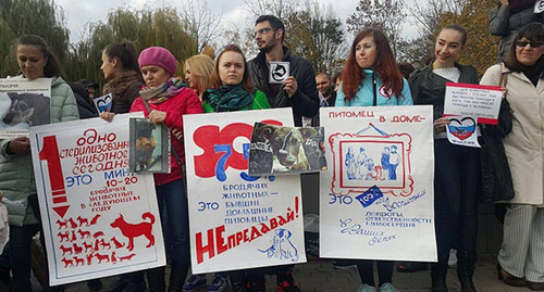 Пикет против насилия над животными в Краснодаре. Фото Алексея Мандригели для "Кавказского узла"