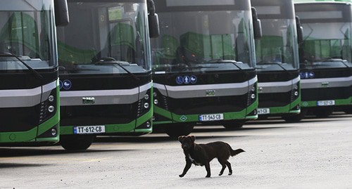 Автобусы. Тбилиси, 28 ноября 2020 года. Фото: REUTERS/Irakli Gedenidze